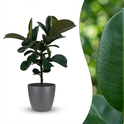 Ficus Elastica Cloe - Roślina gumowa - w szarej doniczce - ↕65cm - Ø19cm