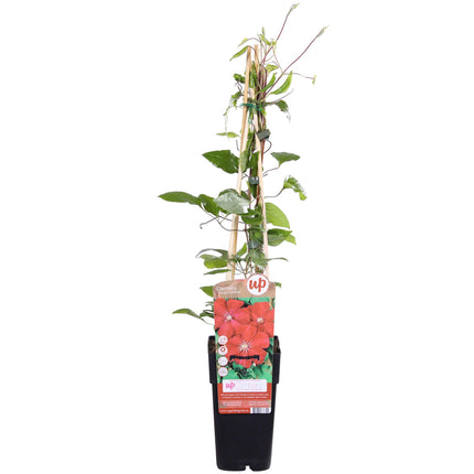 Clematis Hagley Hybrid - Clematis Rood - Bosrank - ↕65cm - Ø15cm