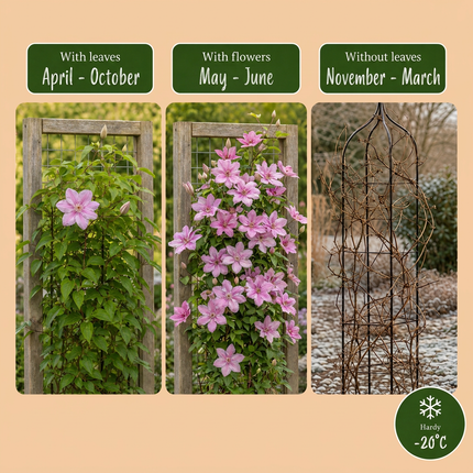 Clematis Hagley Hybrid - Bosrank 4x - Roze - Klimplant - Ø9cm - ↕35cm