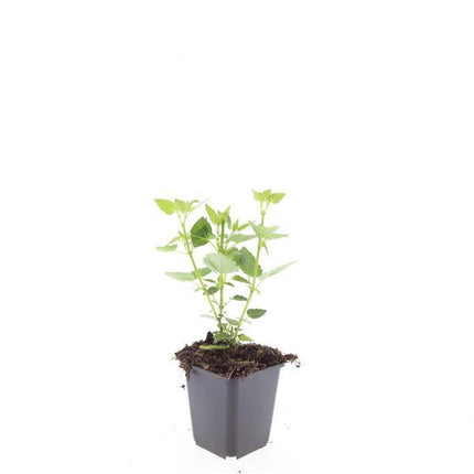 Agastache 'Blue Fortune' - Dropplant - ↕10-25cm - Ø9cm - 24x