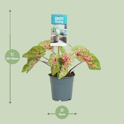 Caladium Miss Muffet - ↕25cm - Ø12cm