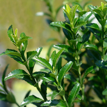 Euonymus japonica Green Spire - 1 metro lineare - ↕20-25cm - Ø9cm - 8x