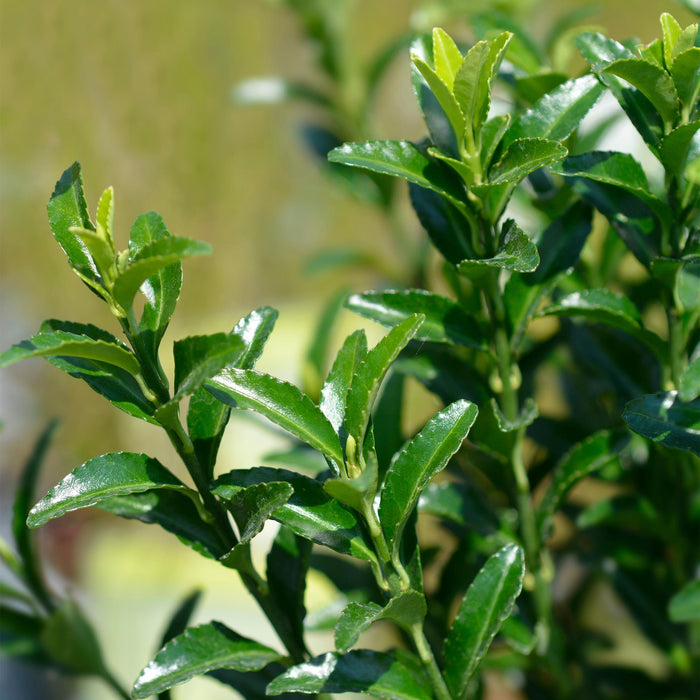 Haagplanten - Euonymus japonica Green Spire -  blad groen - 8 planten - 1 strekkende meter - groenblijvend - pot 9cm hoogte 20-25cm