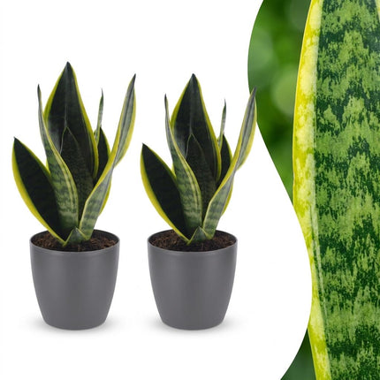 Sansevieria Future Superb - Vrouwentong - 2x - met Potter Grijs - Pot 12cm - Hoogte - 35cm