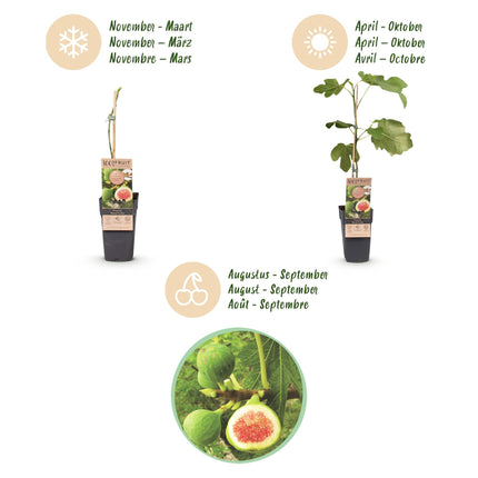 Ficus carica Brun Kalkun - Figentræ - Hårdfør - Stedsegrøn - Lilla Frugt - 2 Planter - 15cm Potte - Højde 50cm