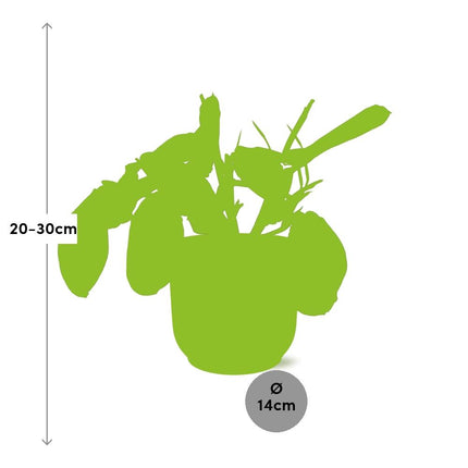 Maranta Leuconeura ‘Fascinator’ Tricolor in gele elho Vibes Fold - ↕20-30cm - Ø14cm