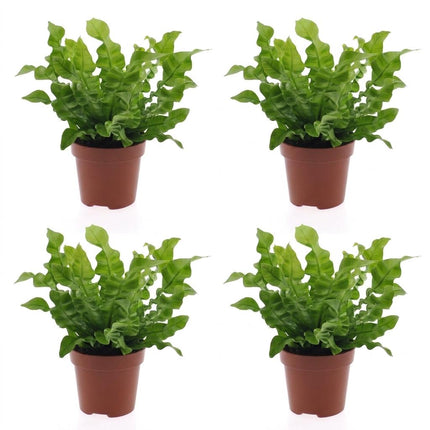Asplenium Crispy Wave - Asplenium Crispy Wave - 4x - Pot 12cm - Hoogte - 30cm