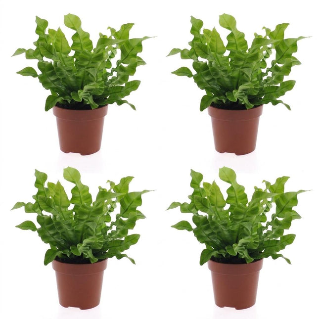 Asplenium Crispy Wave - Asplenium Crispy Wave - 4 unidades - Maceta de 12 cm - Altura: 30 cm
