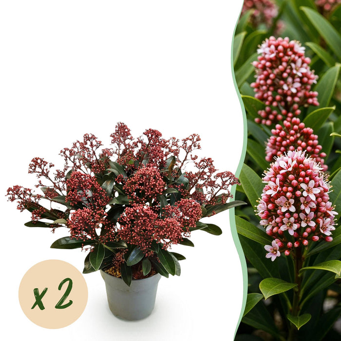 Skimmia japonica Rubella - Bloem Rood - 15+ Bloemen - ↕30cm - Ø15cm - 2x