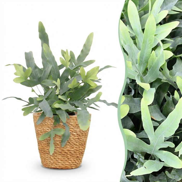 Phlebodium aureum Blue Star - Blauwe Varen - met Mand - ↕25cm - Ø12cm