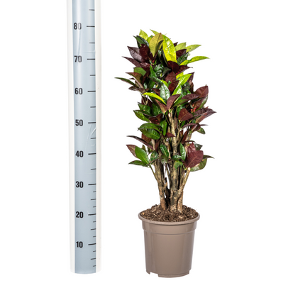 Codiaeum 'Croton' Iceton with basket - ↕60-80cm - Ø21cm
