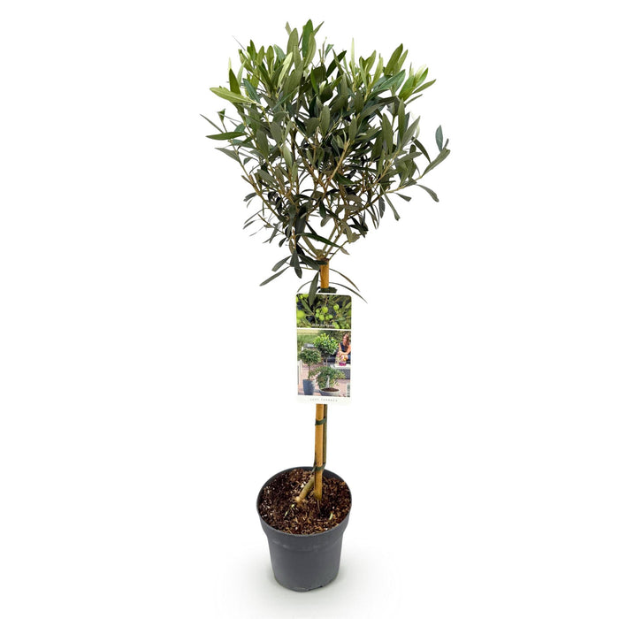 Tuinplant - Olea Europaea - Plant op stam - Terras Plant - Bladhoudend - Weinig Onderhoud - Pot 19cm Hoogte 90cm