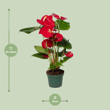 Anthurium Rød - ↕40cm - Ø12cm