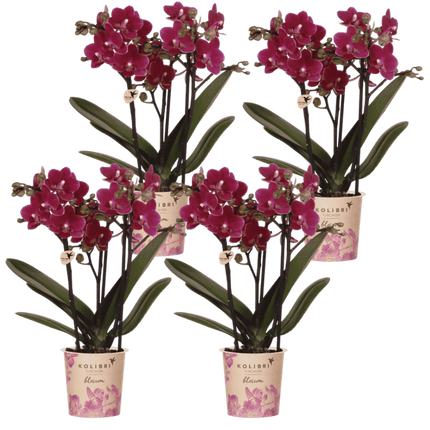 Kolibri Orchids | Combi Deal - 4 Paarse Phalaenopsis Orchideeën Blossom Chamonix - Ø9 cm