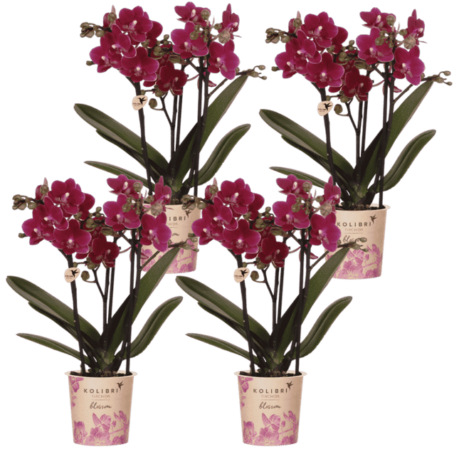 Kolibri Orchids | Combi Deal - 4 Paarse Phalaenopsis Orchideeën Blossom Chamonix - Ø9 cm