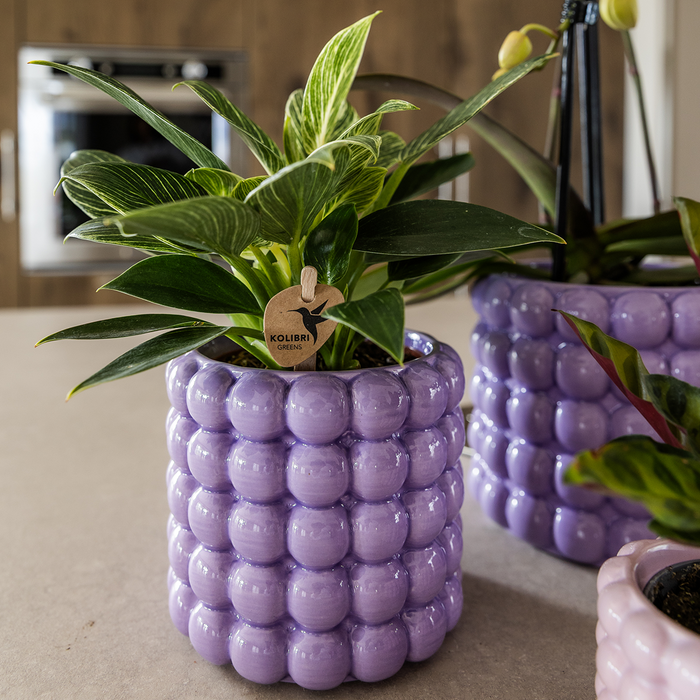 Kolibri Orkideer | Valmue Lilla Plantesæt | Hvid Lausanne Orkide 12 cm + grøn plante 9 cm inkl. dekorative potter