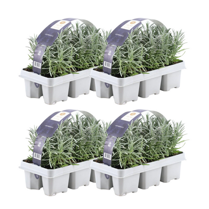 Lavendel Angustifolia - ↕15cm - Ø7cm - 24x