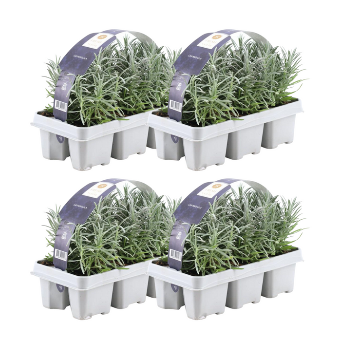 Lavendel Angustifolia - ↕15cm - Ø7cm - 24x