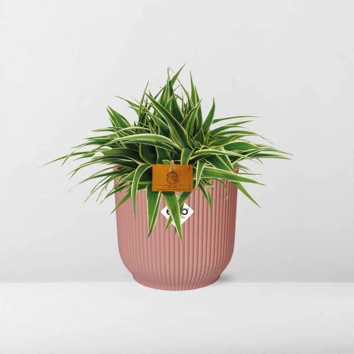 Chlorophytum Ocean - in elho Vibes Fold Ø16cm round delicate pink - ↕10-20cm
