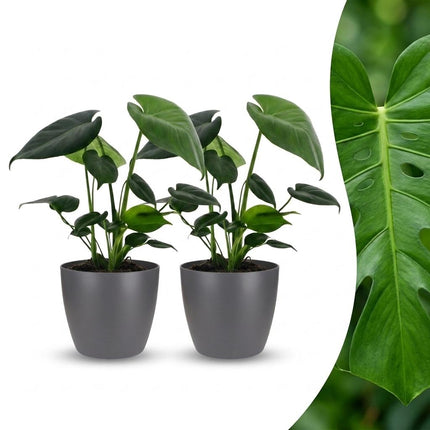 Monstera Deliciosa - Gatenplant - 2x- met Potter Grijs - Pot 12cm - Hoogte 30cm