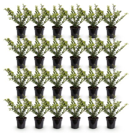 Ilex crenata Golden Gem - Japanse Hulst - 24x Haagplanten - Groenblijvend - Geel - Pot 9cm - Hoogte 20-30cm