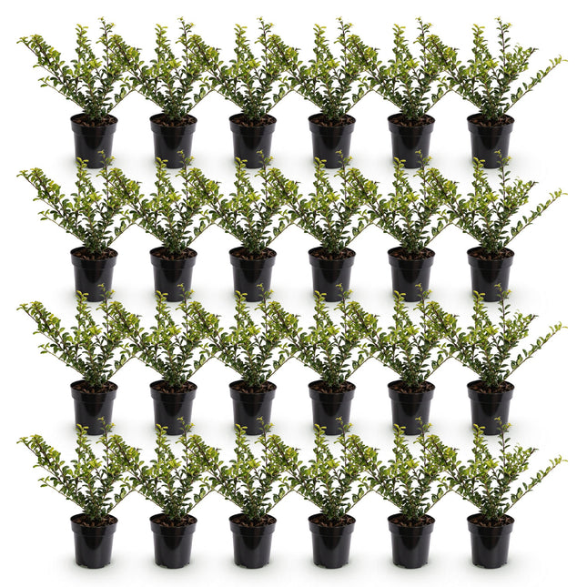 Ilex crenata Golden Gem - Japanse Hulst - 24x Haagplanten - Groenblijvend - Geel - Pot 9cm - Hoogte 20-30cm