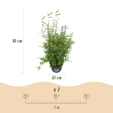 Fargesia nitida Red Dragon - Niet Woekerende Bamboe - ↕80cm - Ø23cm - 2x