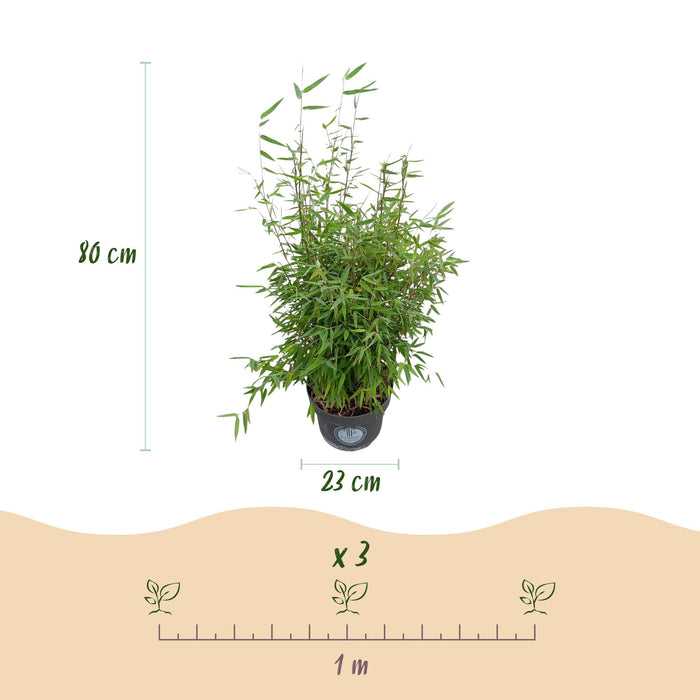 Fargesia nitida Red Dragon - Niet Woekerende Bamboe - ↕80cm - Ø23cm - 2x
