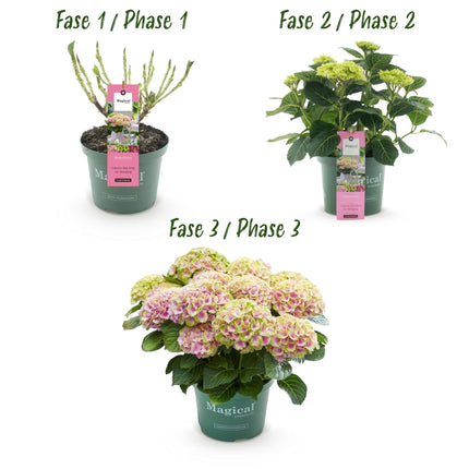 Hortensia - Hydrangea Magical Jewel Pink - Roze - 6-10 Bloemen - ↕55cm - Ø23cm