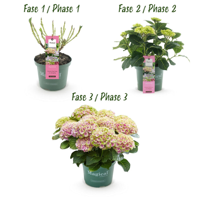 Terrasplant - Hortensia - Hydrangea Magical Jewel Pink - Roze - 6-10 Bloemen - Pot 23cm Hoogte 55cm