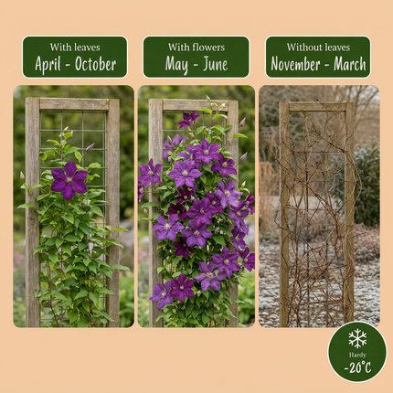 Clematis Etoile Viol - Bosrank 4x - Paars - Klimplant - Ø9cm - ↕35cm