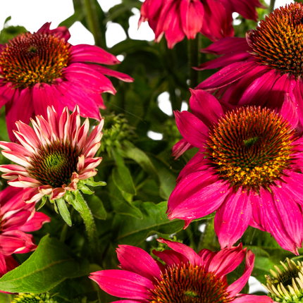 Echinacea Purpurea Purple - Zonnehoed - ↕60-70cm - Ø19cm