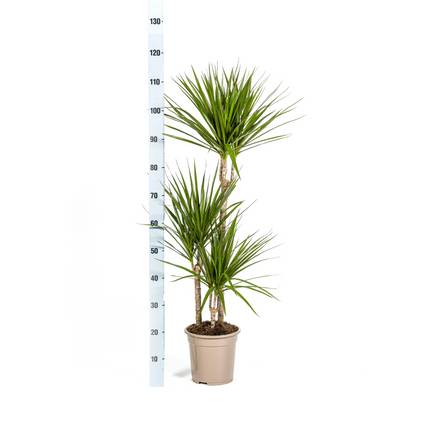Dracaena marginata zielona z koszykiem - ↕110-130cm - Ø21cm