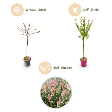 Salix Flamingo - Flamingo Wilg op stam - Ø19cm - ↕90-100cm - 2x