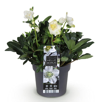 Kerstroos - Helleborus Christmas Carol  - Witte Bloem - ↕35cm - Ø17cm