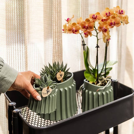 Kolibri Orchids | Combi Deal - 2 Oranje Phalaenopsis Orchideeën Mineral Jamaica - Ø9 cm