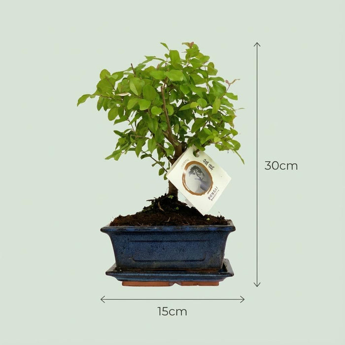 Bonsai Bol vorm Boom - ↕25-30 cm (mix keramiek) - 2x