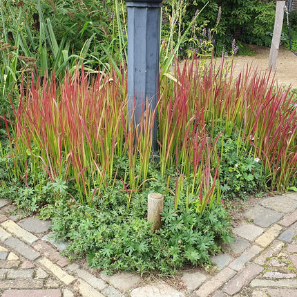 Imperata Cylindrica 'Red Baron' - Japansk blodgræs - ↕10-25cm - Ø9cm - 12x