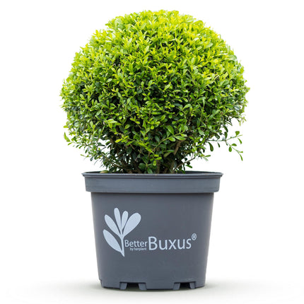 Buxus Bol - BetterBuxus Skylight - Resistant tegen Buxus Schimmel - ↕30cm - Ø26cm