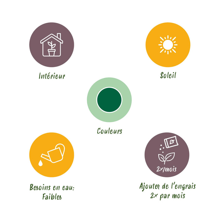 Cycas revoluta - Palmvaren - ↕45cm - Ø14cm