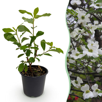 Hartriegel (Cornus florida) – Weiß-rosa Blüten – 1 Pflanze – Laubabwerfend – Pflegeleicht – Topf: 12 cm, Höhe: 35 cm
