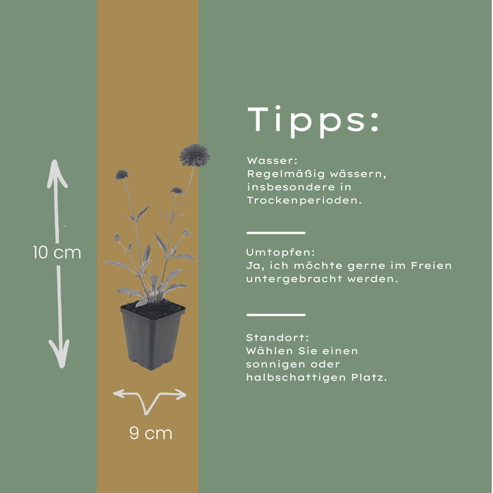 60x Knautia macedonica - ↕10-25cm - Ø9cm