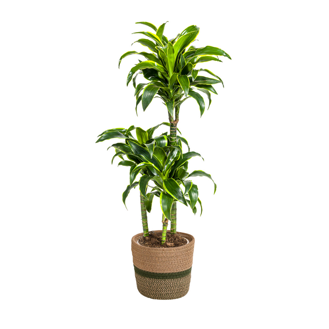 Dracaena Deremensis Dorado met mand - ↕100-120cm - Ø21cm