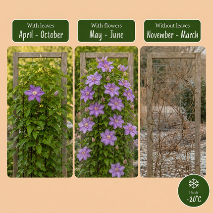 Clematis Justa - Bosrank 6x - Licht Blauw - Klimplant - Ø9cm - ↕35cm