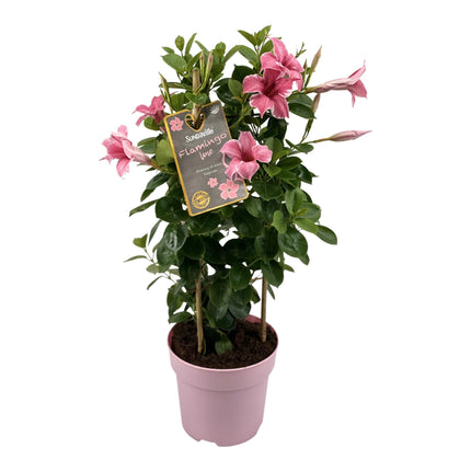 Mandevilla Sundaville Flamingo Pink In Tower (Dipladenia) - Ø17cm - ↕55cm