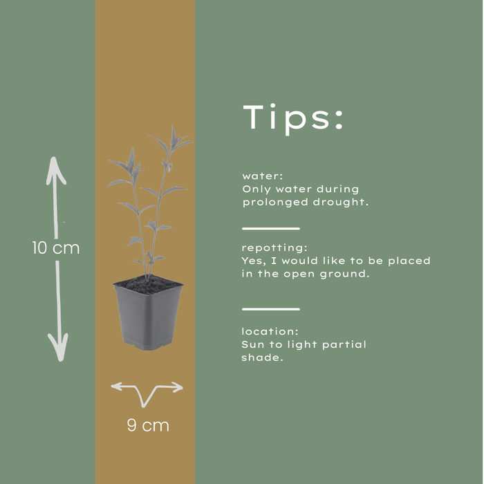 24x Kalimeris incisa 'Blue Star' - ↕10-25cm - Ø9cm