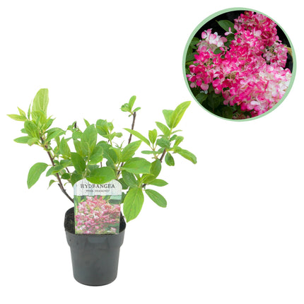 Panicle Hydrangea - Hydrangea panniculata Pink Diamond - Flower White Pink - 1 Plant - Deciduous - Large Flowers - Pot 17cm Height 50cm