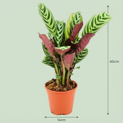 Ctenanthe Burle-Marxii - ↕35-40cm - Ø14cm