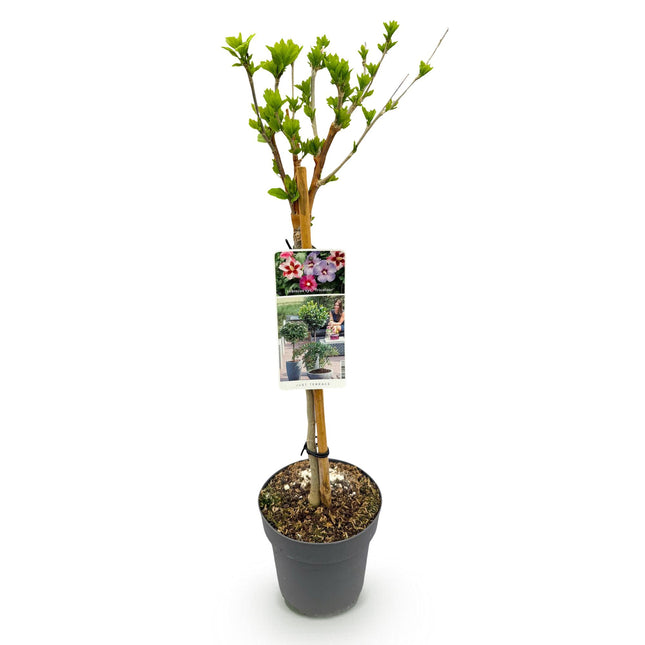 Hibiscus syriacus Tricolor - Planta con tallo - Planta de terraza - ↕90cm - Ø19cm