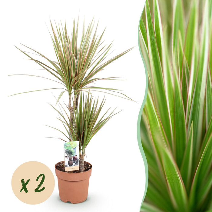 Dracaena Marginata Bicolor - Drakenbloedboom - ↕70-75cm - Ø17cm - 2x